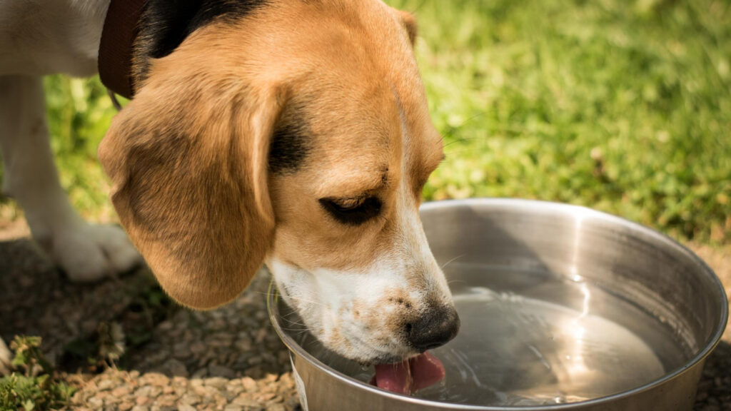 cuidados com animais no calor