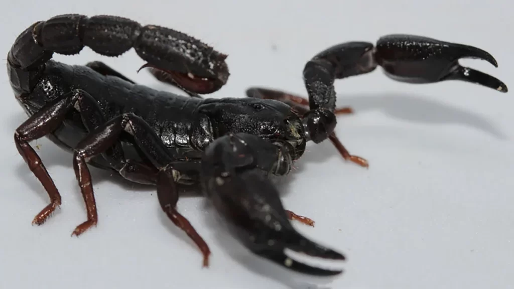 Escorpião da Amazônia Câncer de Mama