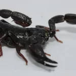 Escorpião da Amazônia Câncer de Mama
