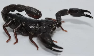 Escorpião da Amazônia Câncer de Mama