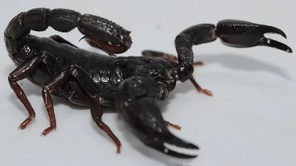 Escorpião da Amazônia Câncer de Mama