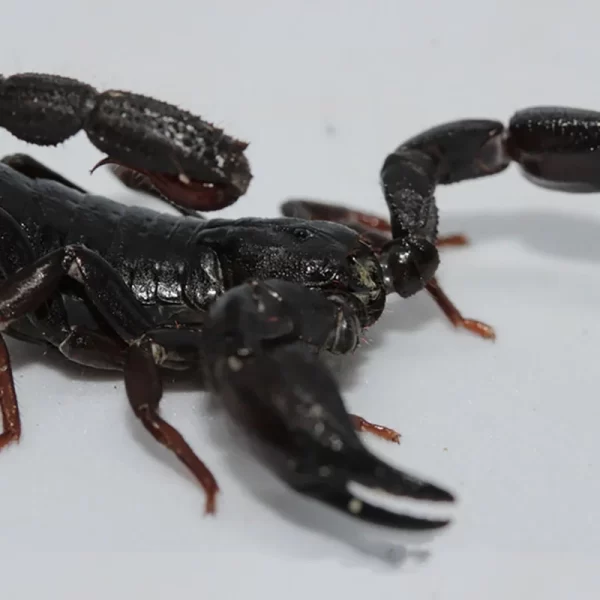 Escorpião da Amazônia Câncer de Mama