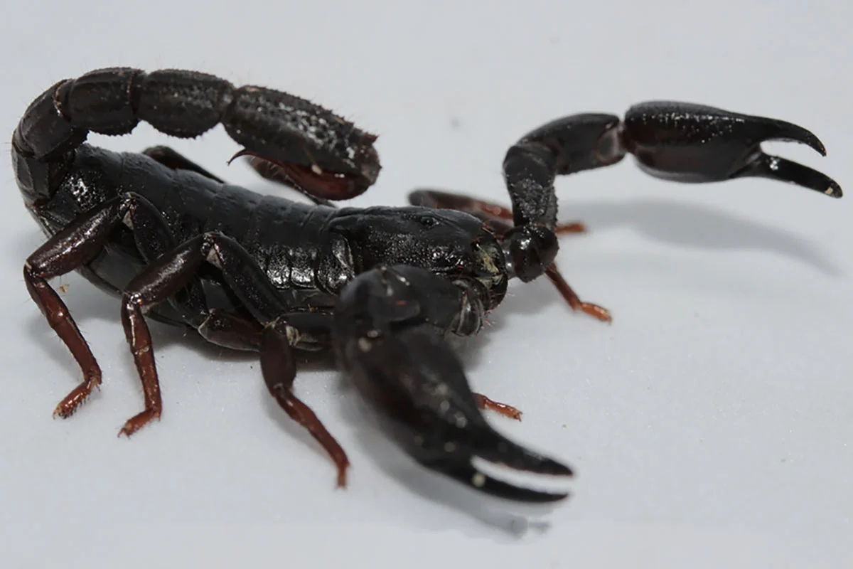 Escorpião da Amazônia Câncer de Mama