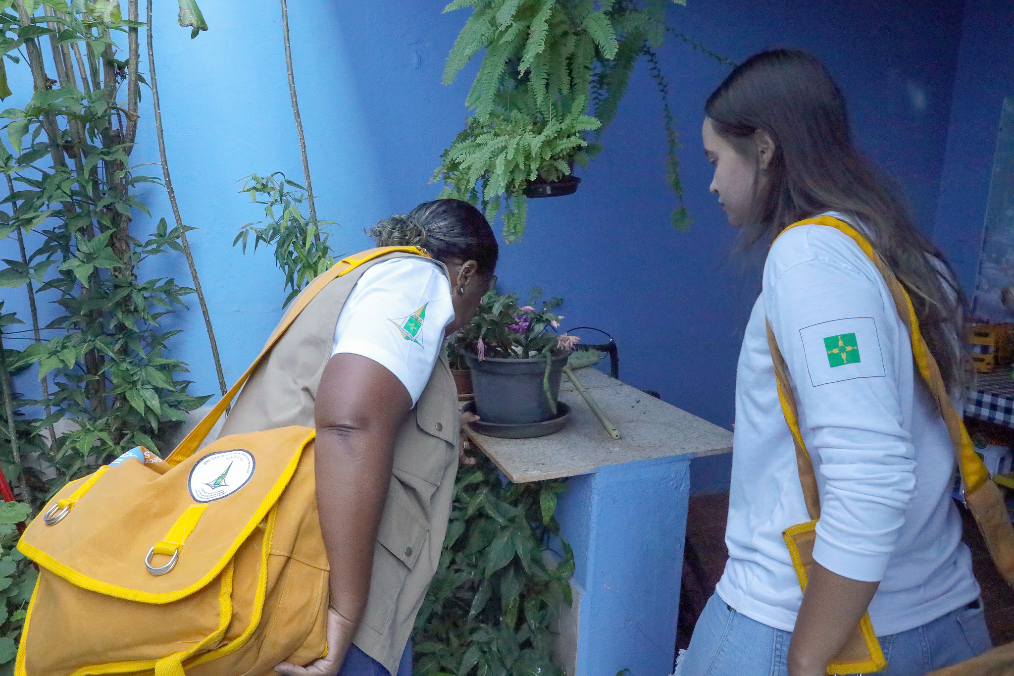 combate à dengue DF