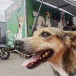 Castração cães e gatos GDF