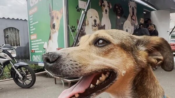 Castração cães e gatos GDF