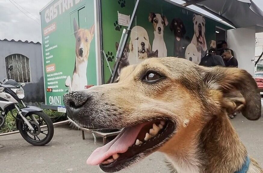Castração cães e gatos GDF