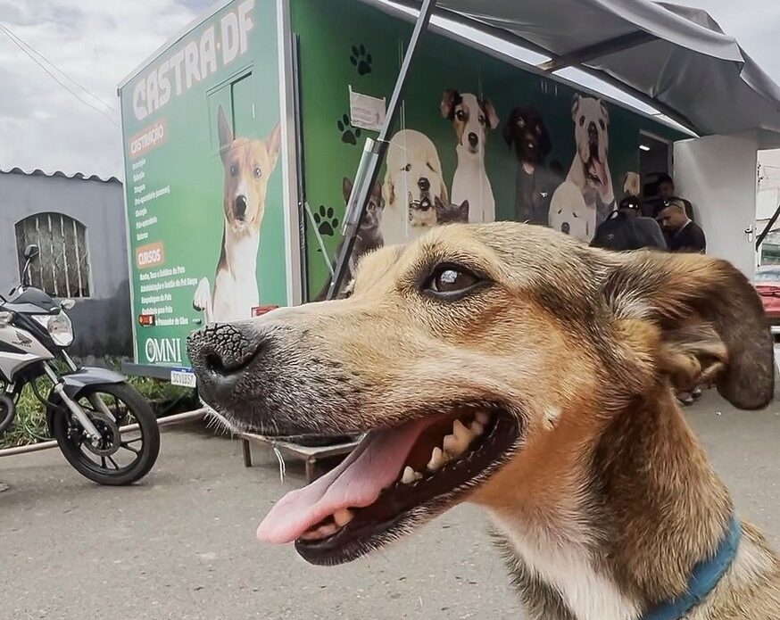 Castração cães e gatos GDF