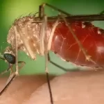 Mosquito Culicoides paraensis - febre oropouche