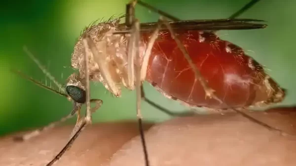 Mosquito Culicoides paraensis - febre oropouche