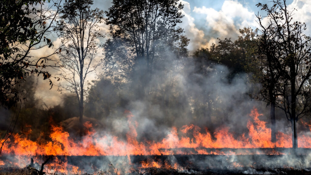 incêndios florestais