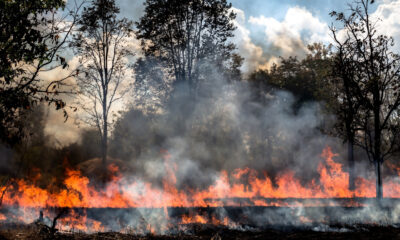 incêndios florestais