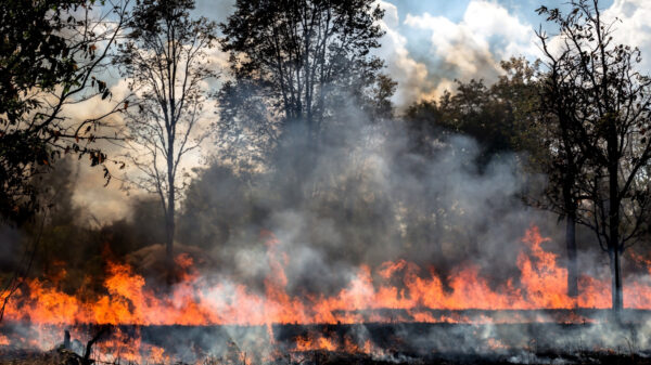 incêndios florestais