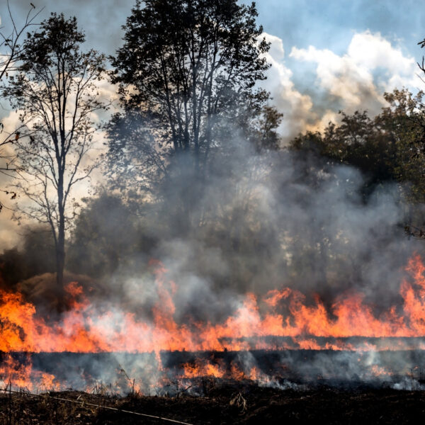 incêndios florestais