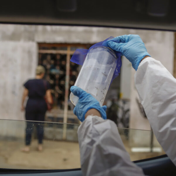 Método Wolbachia combate à dengue