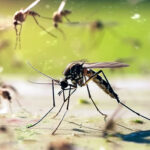 Wolbitos combate à dengue