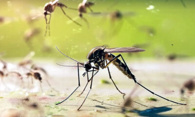 Wolbitos combate à dengue