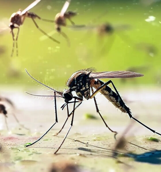 Wolbitos combate à dengue