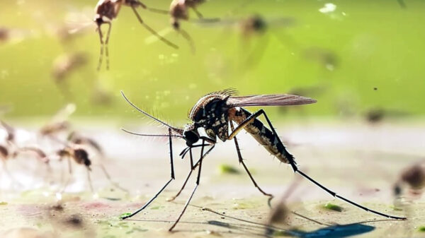 Wolbitos combate à dengue