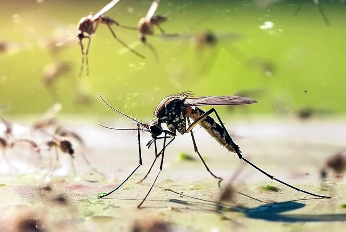 Wolbitos combate à dengue