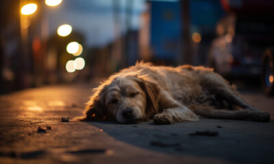 Animais abandonados - abandono de animais