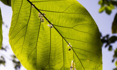 praga lavoura alimentos agropecuários viagens internacionais