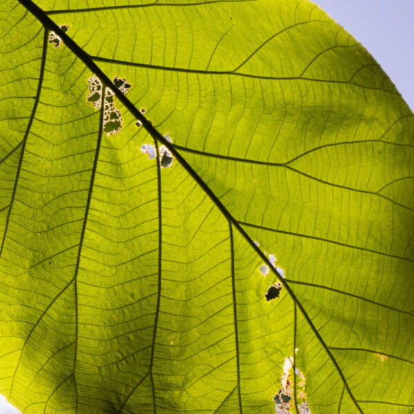 praga lavoura alimentos agropecuários viagens internacionais