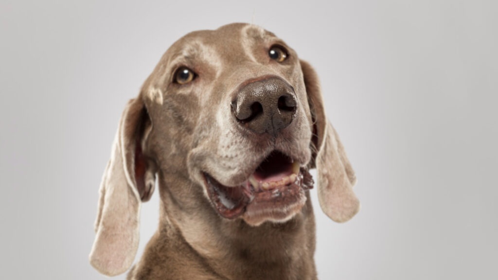 doenças crônicas em cães idosos - Fevereiro Roxo