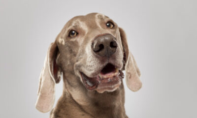 doenças crônicas em cães idosos - Fevereiro Roxo