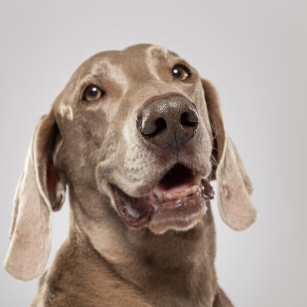 doenças crônicas em cães idosos - Fevereiro Roxo