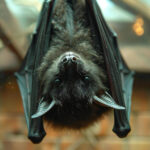 virus Nipah