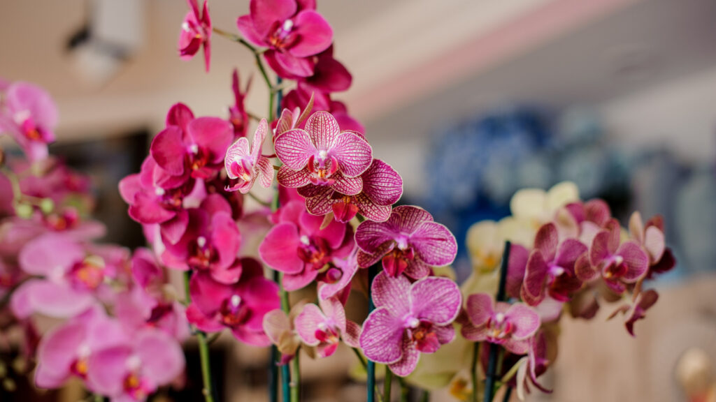 Feira das Orquídeas & Plantas