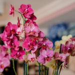 Feira das Orquídeas & Plantas