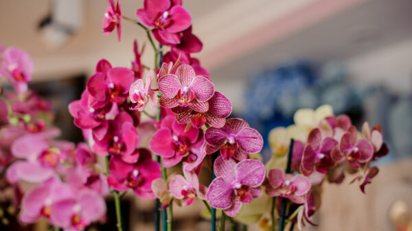 Feira das Orquídeas & Plantas