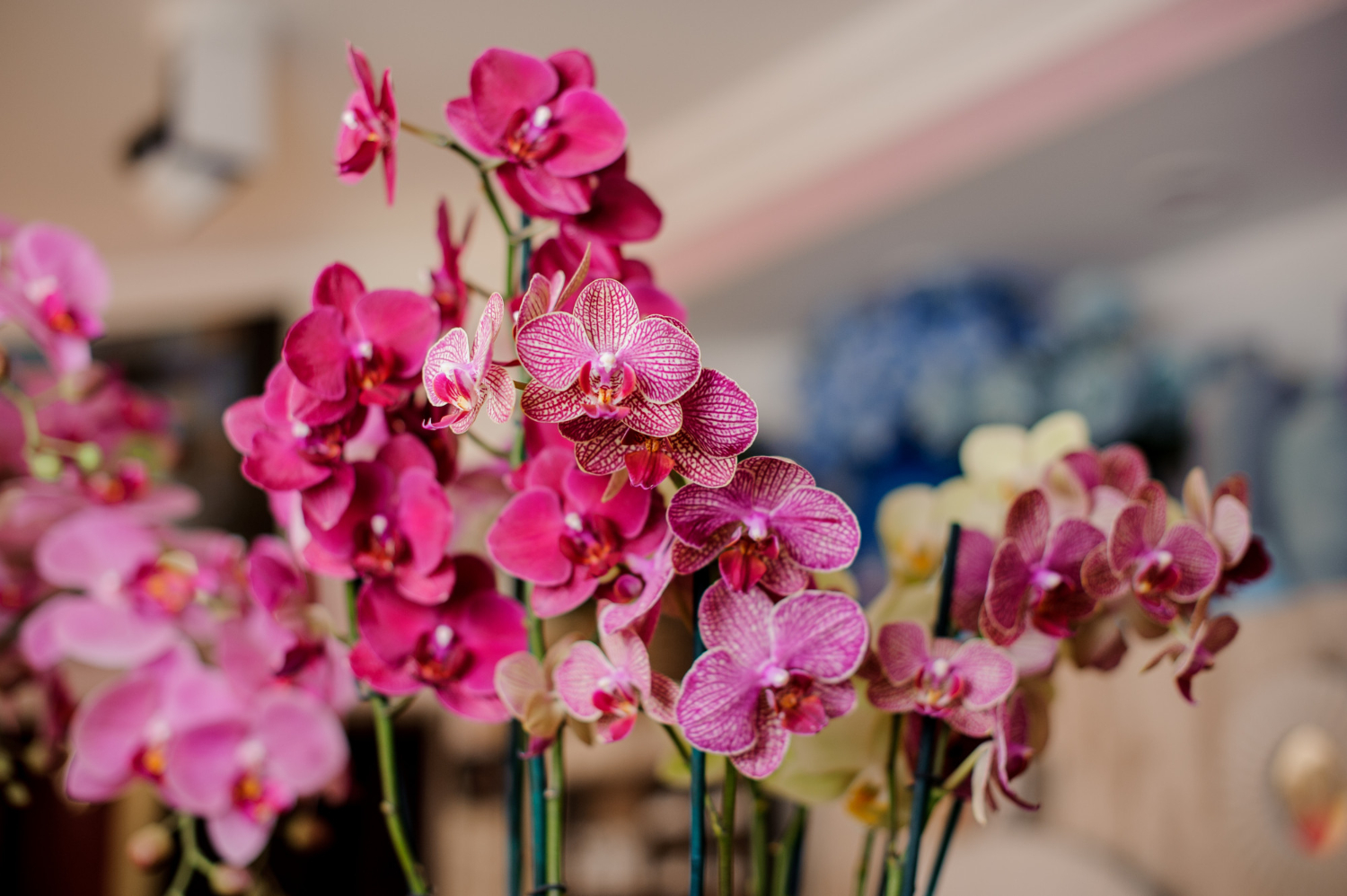 Feira das Orquídeas & Plantas