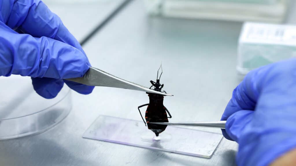 barbeiro doença de Chagas