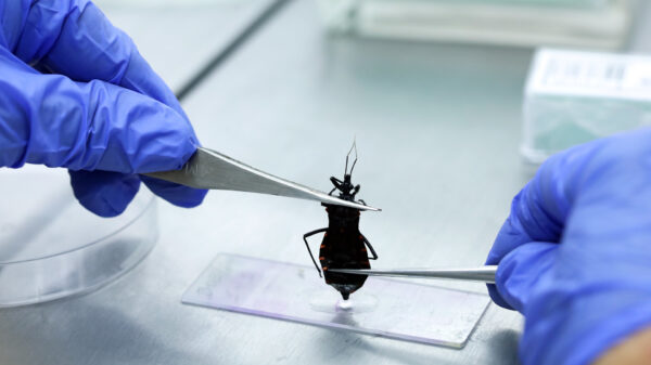 barbeiro doença de Chagas