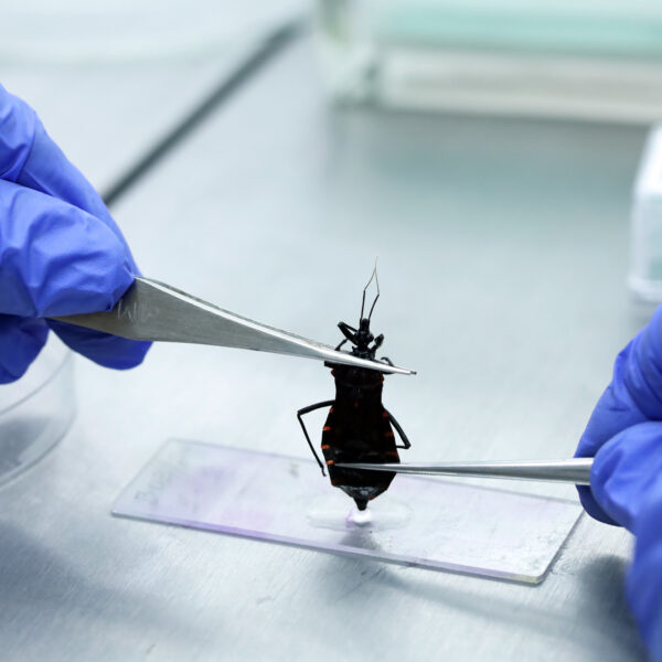 barbeiro doença de Chagas