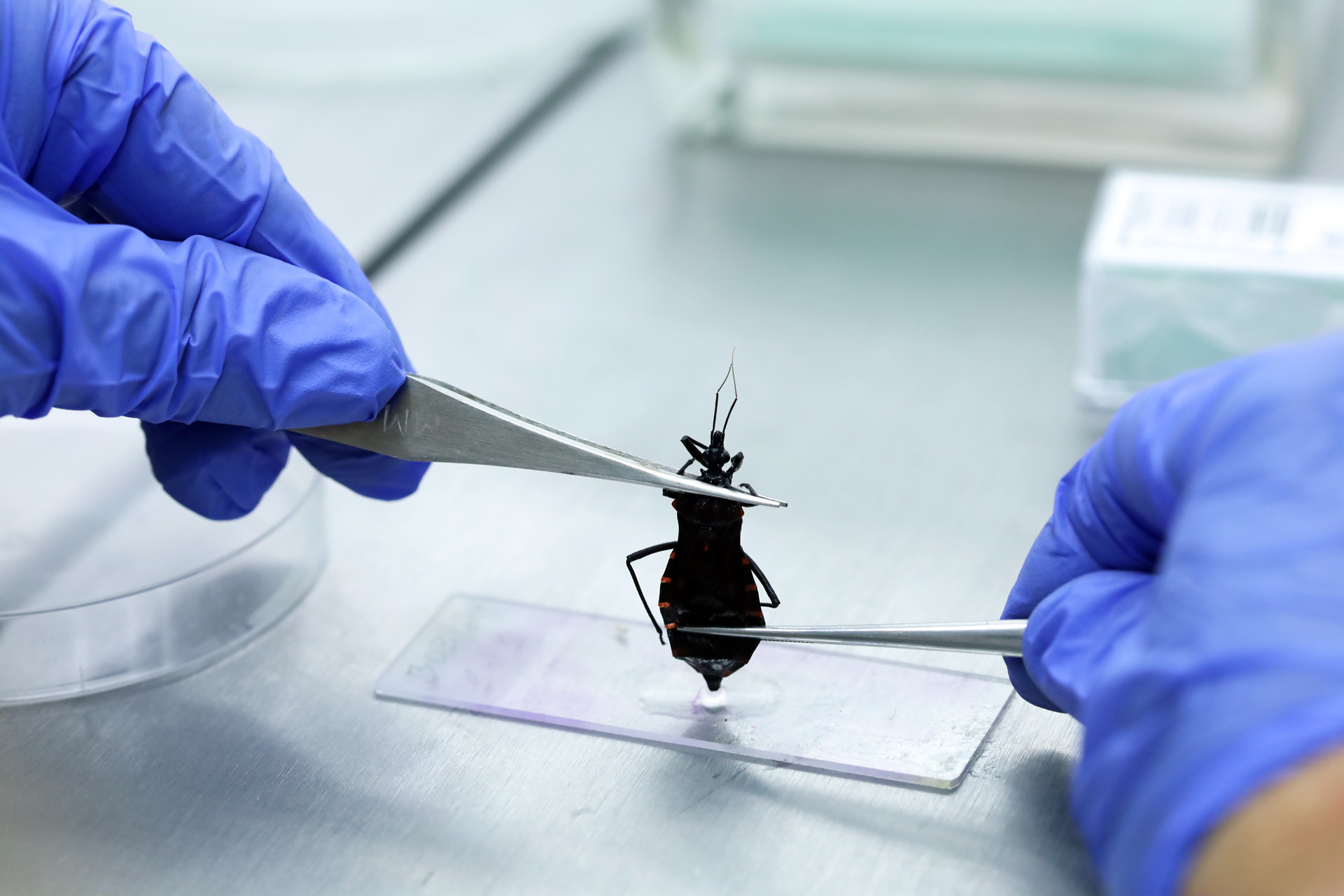 barbeiro doença de Chagas