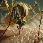 Aedes aegypti